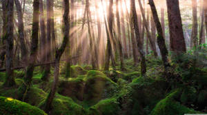 Forest At Sunrise Wallpaper