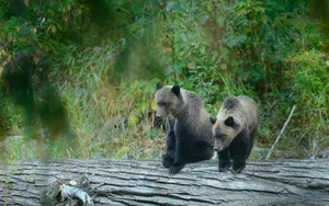 Forest Bears Wallpaper