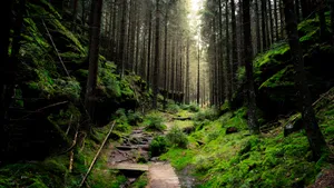 Forest Calms Wallpaper