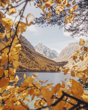 Forest Covered In Fall Leaves Wallpaper