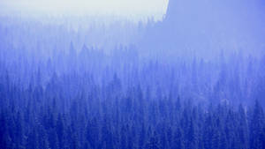 Forest Fog Cool Blue Wallpaper