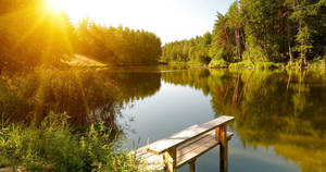 Forest Lake In Summer Wallpaper