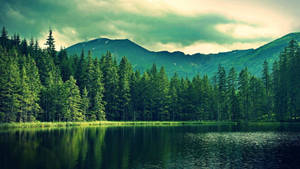 Forest Lake In Vermont Wallpaper