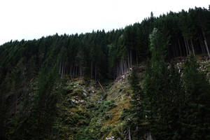 Forest Mountain Edge Wallpaper