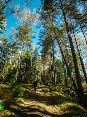 Forest Pathway Image Wallpaper