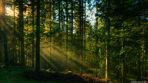 Forest Rays Of Light Wallpaper