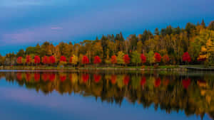 Forest Reflection Teams Background Wallpaper