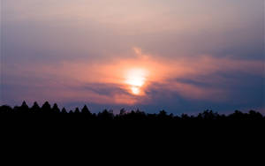 Forest Silhouette Sunset Desktop Wallpaper