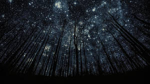 Forest Stars In The Beautiful Night Wallpaper