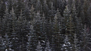 Forest View Of Pine Trees Wallpaper