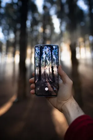 Forest View Phone Wallpaper