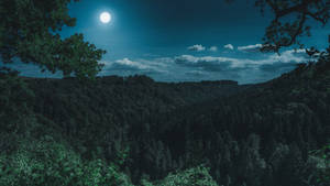 Forest View Under The Moon Wallpaper