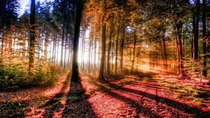 Forest View With Shining Sunlight Wallpaper