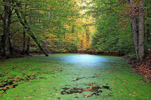 Forest With Lake Moss Wallpaper