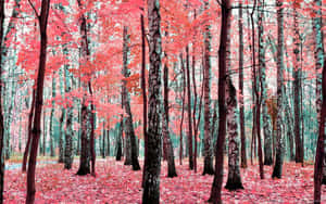 Forest With Red And Pink Trees Wallpaper