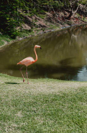 Forever Alone Pink Flamingo Wallpaper