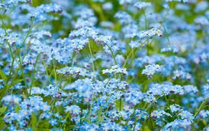 Forget-me-not Blue Flower Background Wallpaper