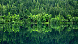Forks Washington Lake And Forest Wallpaper