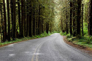 Forks Washington Road With Spruce Trees Wallpaper