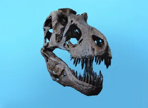 Fossilized Dinosaur Head Wallpaper