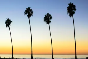 Four Leaning Trees Wallpaper