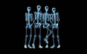 Four Skeletons X-ray Wallpaper