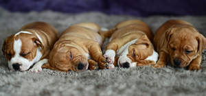 Four Sleeping Brown Bulldogs Wallpaper