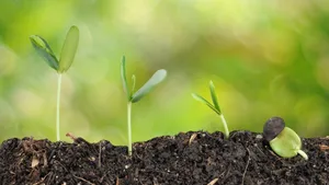 Four Steps Growing Plants Natural Soil Wallpaper