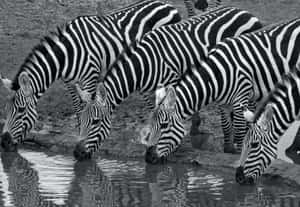 Four Zebras Wallpaper