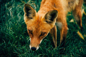 Fox Smelling The Grass Wallpaper