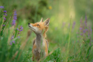 Fox With Lavender Flowers Wallpaper