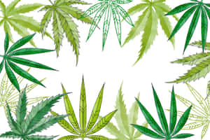 Frame Formed Cannabis Leaf Wallpaper