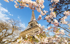France Cherry Blossoms Wallpaper