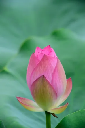 Frankly Scarlet Lotus Flower Wallpaper