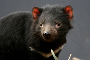 Free Tasmanian Devil Wallpaper Wallpaper