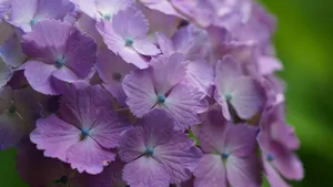 French Hydrangea Flower Wallpaper