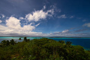 French Polynesia Forest Wallpaper