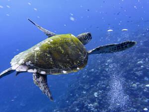 French Polynesia Under Water Turtle Wallpaper