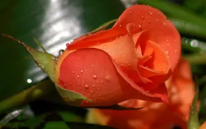 Fresh And Beautiful Rose Flower Wallpaper