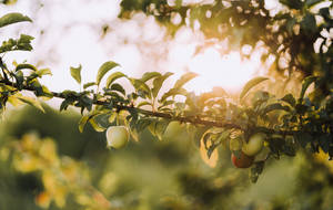 Fresh Apple Fruits Growing On Tree Wallpaper