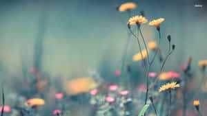 Fresh Bouquet Of Wildflowers On A Blue Background Wallpaper