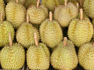 Fresh Durian Fruit Display Wallpaper
