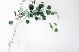 Fresh Eucalyptus Cinerea Plant On A 4k Desktop Background Wallpaper