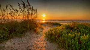 Fresh Grass Sand On Beach Sunrise Wallpaper