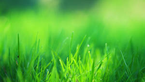 Fresh Green Grass Field Wallpaper