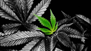 Fresh Green Marijuana Leaf Wallpaper
