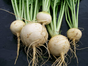 Fresh Long-rooted White Turnips Wallpaper