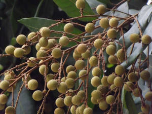 Fresh Longan Fruits Hanging From Branches Without Leaves Wallpaper