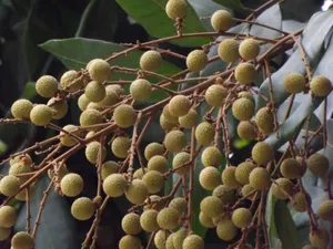Fresh Longan Fruits Hanging From Branches Without Leaves Wallpaper