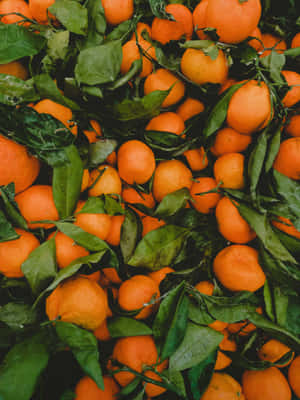 Fresh Oranges With Leaves Texture Wallpaper